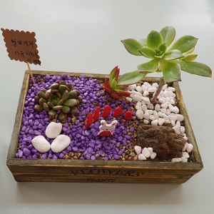 자유학기제 진로직업 방문체험 main 다육정원_우드박스