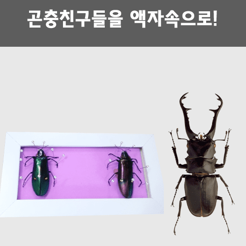 행복한체험숲