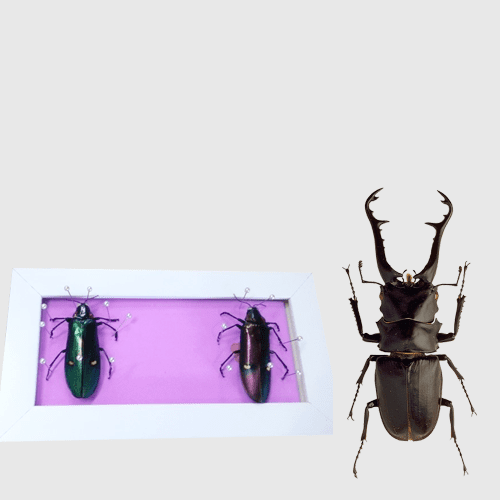 행복한체험숲
