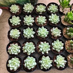 자유학년제 진로직업 방문체험 main_행잉테라리움(유리볼)12