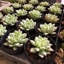 자유학년제 진로직업 방문체험 main_행잉테라리움(유리볼)13