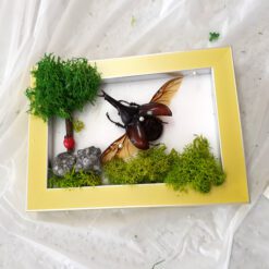 자유학년제 진로직업 방문체험 main곤충표본액자