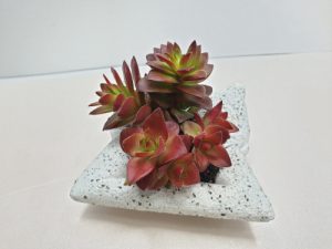 플로리스트- 방석다육