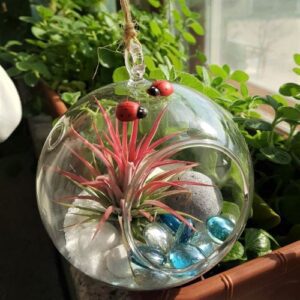 원예사체험(행잉다육볼)